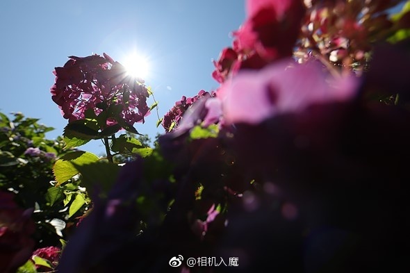 佳能eos6d2,佳能6d290d