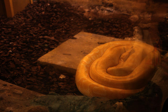 成都动物园看各种动物,成都动物园周末打卡景点