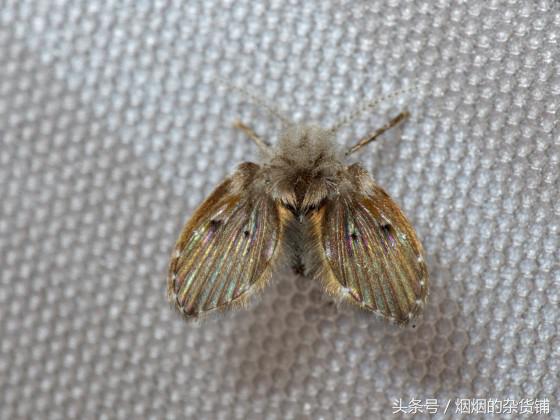 10个昆虫的真面目,10种常见的昆虫都有什么