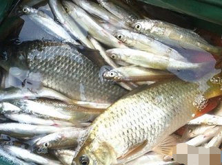 野钓的时候怎么避开小杂鱼,如何避开小杂鱼的钓法