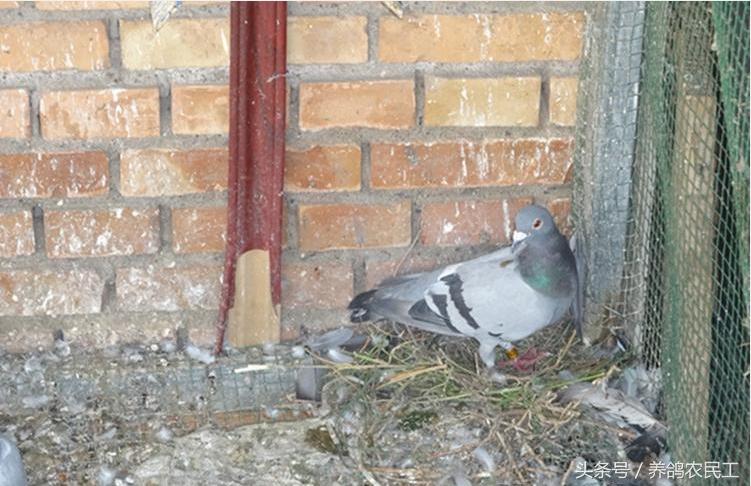 养鸽农民工探访资深鸽友，毫无保留的倾囊相授信鸽可以这样玩！