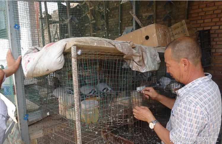 养鸽农民工探访资深鸽友，毫无保留的倾囊相授信鸽可以这样玩！