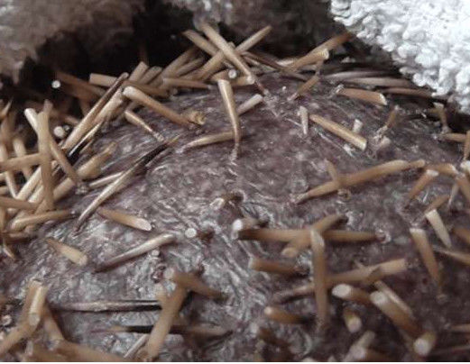 大妈散步时踢到带刺小球，打开手电后一看，转身跑去医院