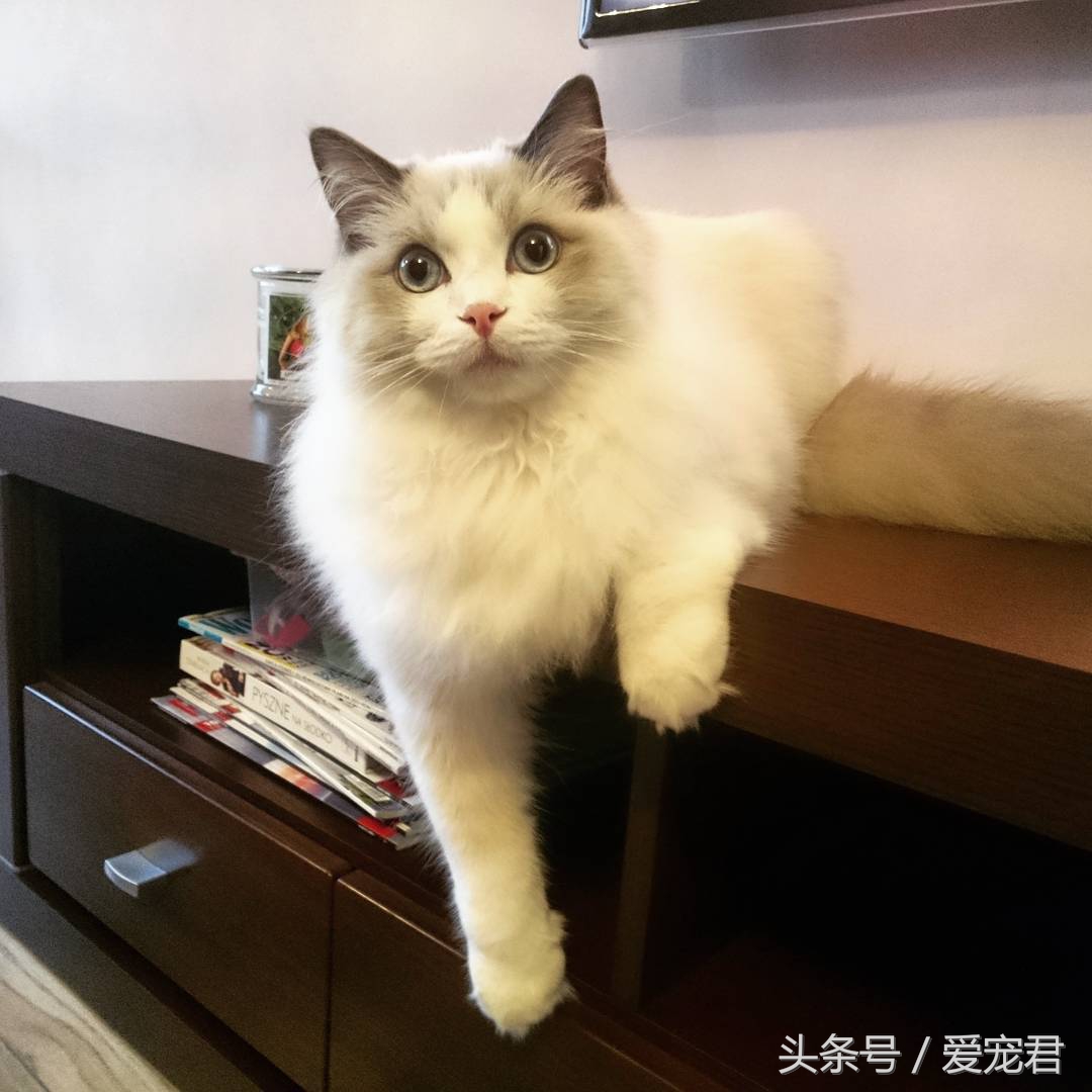 猫咪郁闷可吃什么药,怎么纠正猫咪玩耍喜欢伸爪子