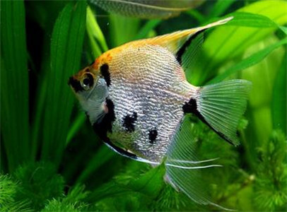 神仙鱼防止寄生虫,神仙鱼用什么药治疗