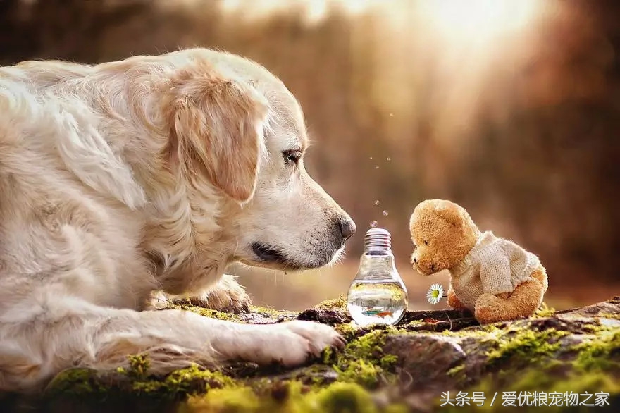 爱狗人士vs爱猫人士,厌狗人士和爱狗人士心理