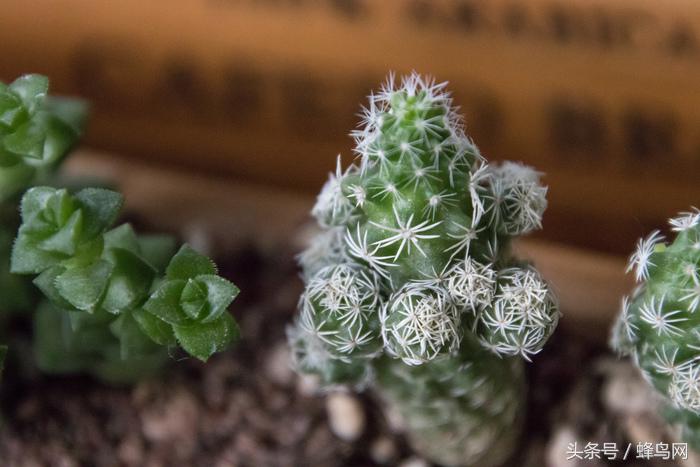 腾龙2.8恒定变焦镜头,腾龙24-70mm3.5手动镜头