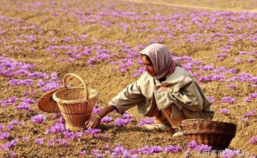最好看的花藏红花,藏红花被誉为女性之花