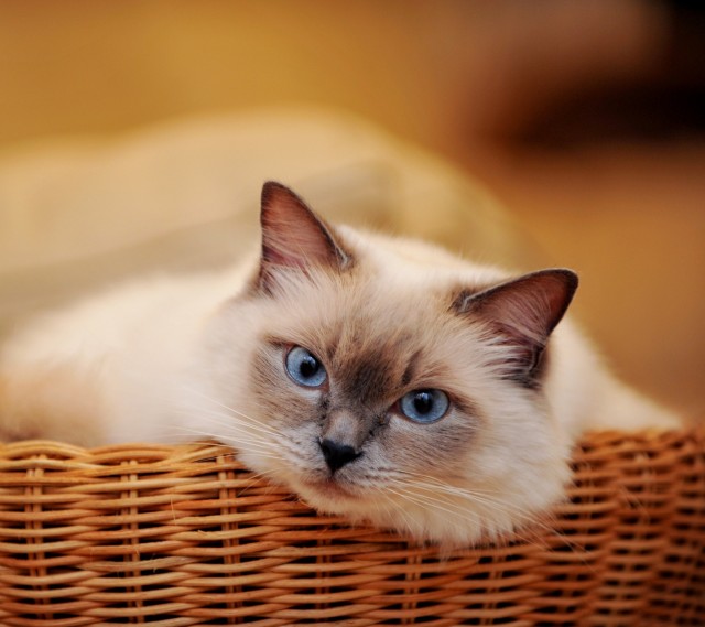 猫咪呕吐红色的液体又不像血,猫咪呕吐的原因及处理方法