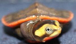 头盔龟和巨头龟怎么选,果核龟和红面龟选哪个