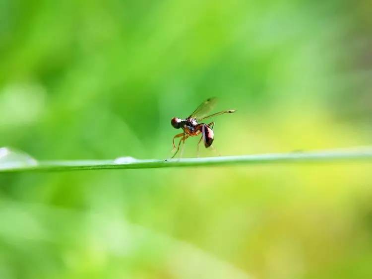 手机怎么玩转拍摄,手机怎样微距拍照