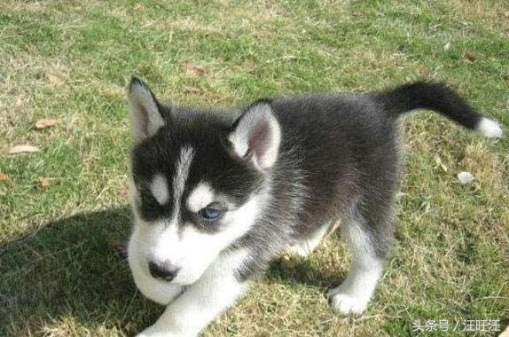 哈士奇护食爆冲,哈士奇小狗训练全套教程