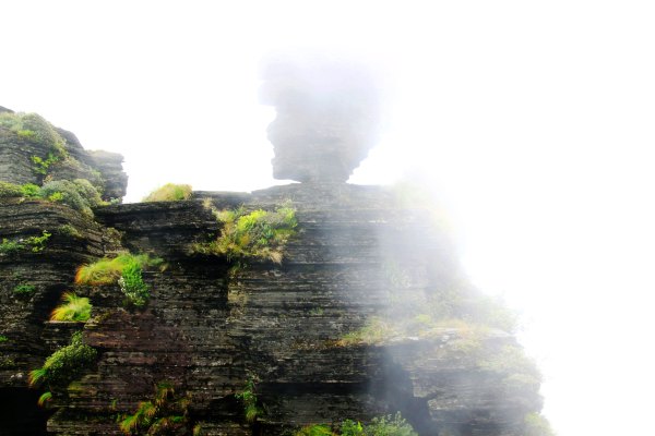 天天有人去山上采蘑菇,每天来观看的游客上万人