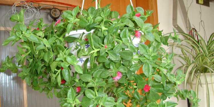 注意3点，半死不活的牡丹吊兰也可以救活