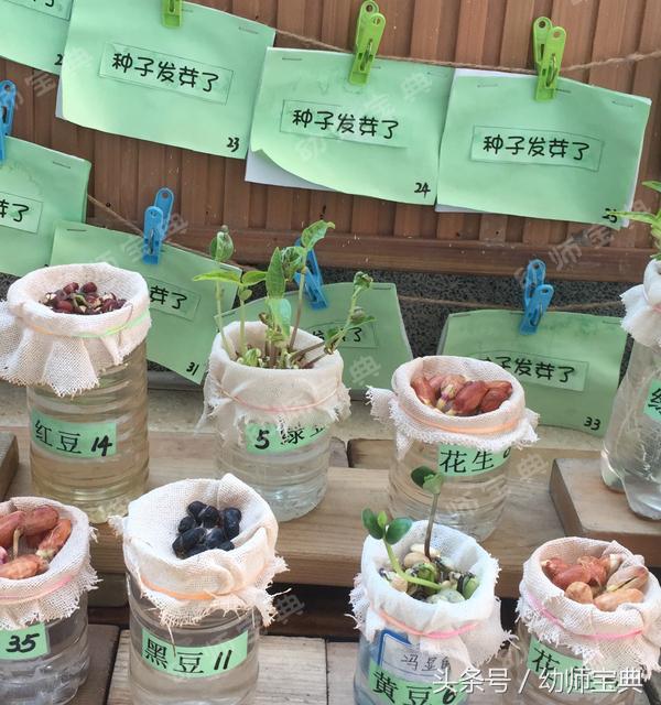 自然角创设分布图,自然角布置幼儿园