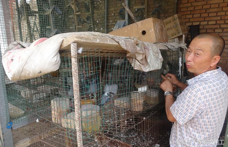 养鸽农民工探访资深鸽友，毫无保留的倾囊相授信鸽可以这样玩！