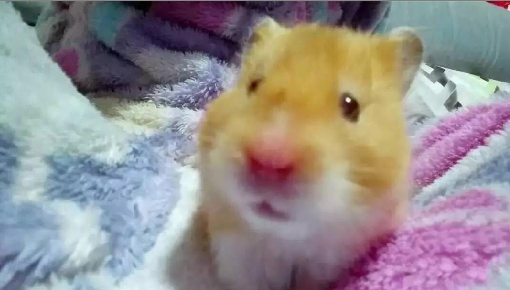 仓鼠宠物攻略,仓鼠宠物的小教程