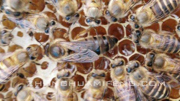 中蜂黑蜂养殖特征,中蜂最好的养殖模式