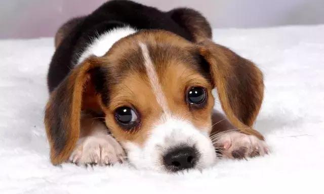 给狗狗做绝育的好处以及需要注意的事项