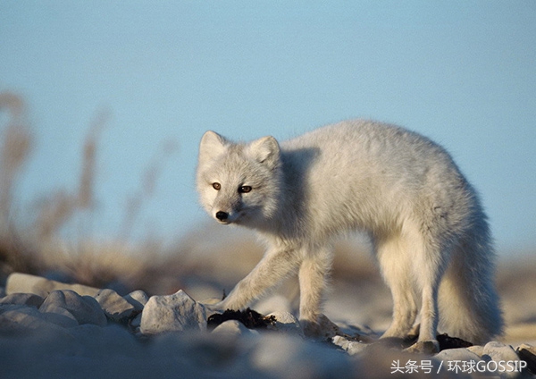 在芬兰皮毛工厂生活的北极狐，体重是正常同类的7倍，面目全非