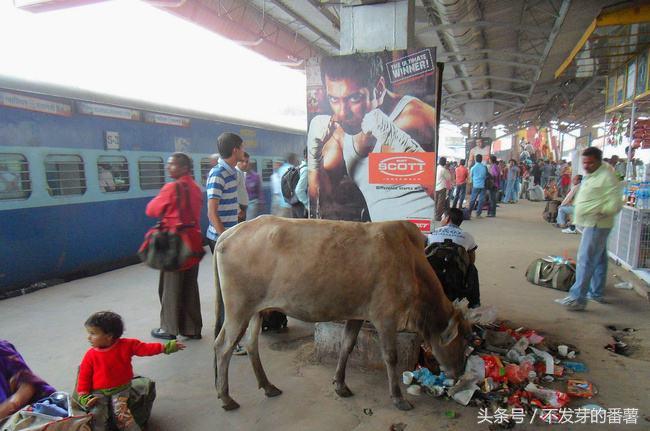 印度路上的牛是哪来的,印度牛满大街
