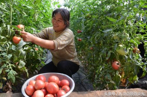 西红柿不开花还想高产?别做梦了,还是想想怎么让开花吧