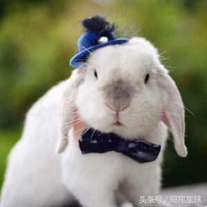 兔兔球虫症状多久会死,兔兔球虫病会自愈吗