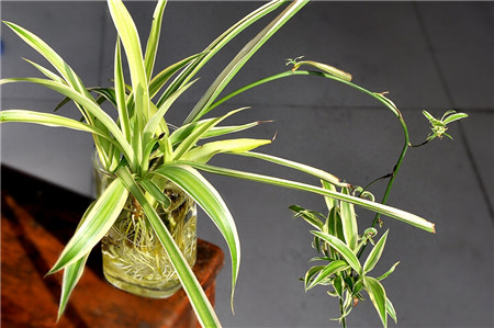 吊兰水培怎么才能长得好,吊兰怎么水培长得快