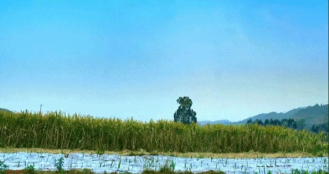 中国好糖,云南弥勒竹园老红糖