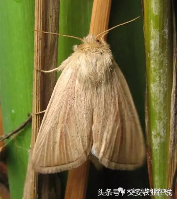 十大杀卵杀虫剂,内吸性杀虫剂十大排行