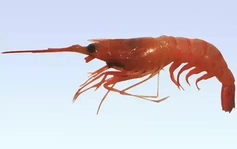 又到吃海鲜的季节咯！一位吕四渔民整理的海鲜大全，保证有你不认识的！