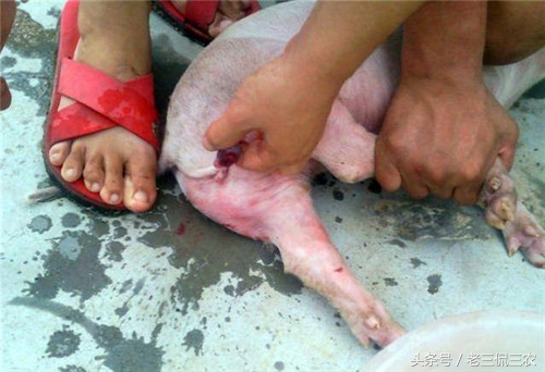 农村阉鸡，相信大家都见过！但第三种阉，相信很多人没见过！