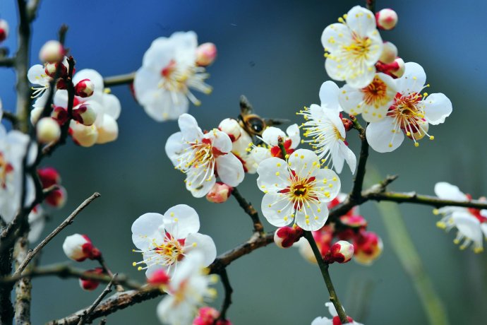 赏梅的正当时候,最是一年春光好踏春赏梅正当时