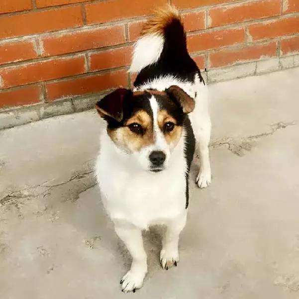 上海嘉定哪里有免费领养狗,瑶海区附近最近的宠物领养