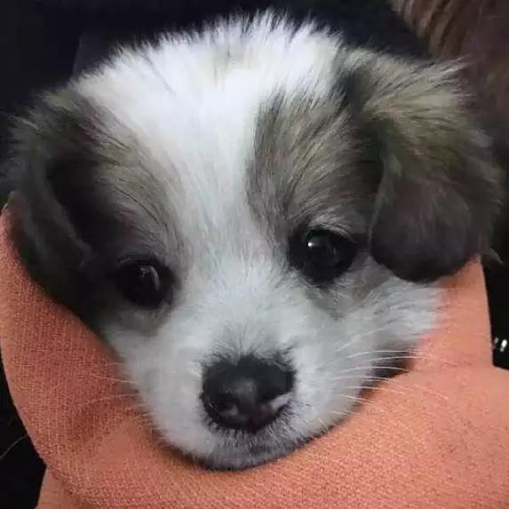 上海嘉定哪里有免费领养狗,瑶海区附近最近的宠物领养