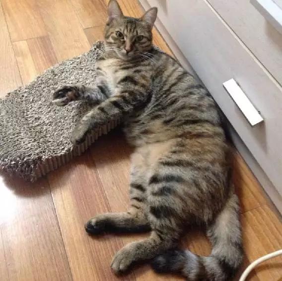 2022上海宠物领养中心官网,上海宠物领养日申请领养概率