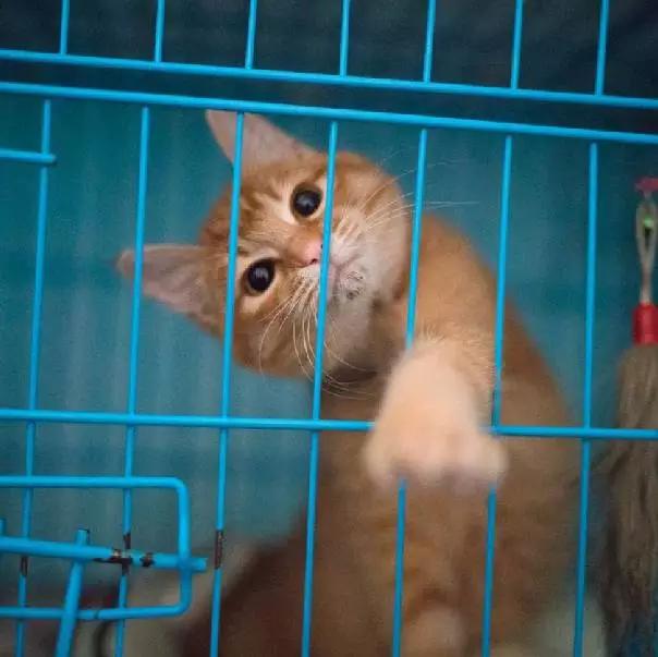 上海嘉定哪里有免费领养狗,瑶海区附近最近的宠物领养