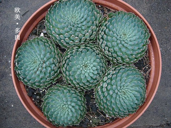 多肉张狂起来,狂野型多肉