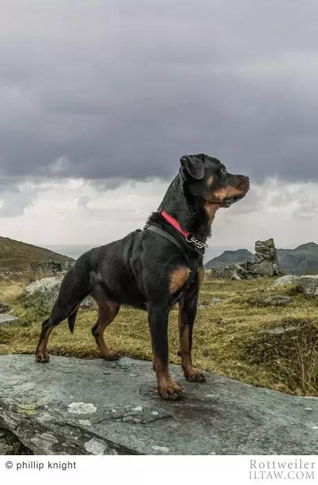 赛罗的宠物罗威纳犬,罗威纳犬犬种