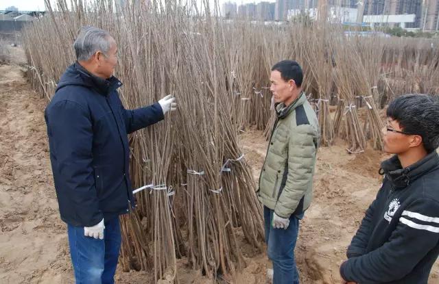 樱桃怎么种？最全的种植技术都在这了！