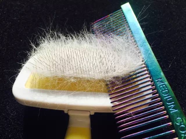 到处都是猫毛|到底什么猫毛梳最好用?