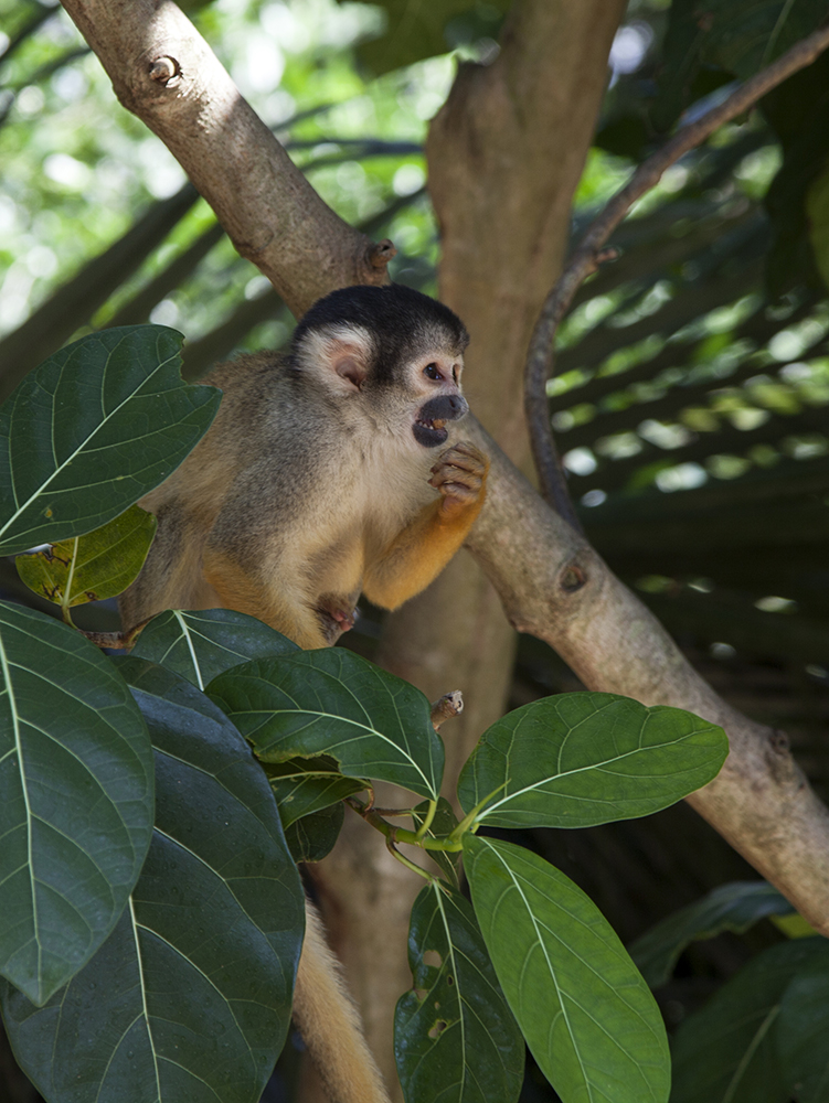 日本喜欢泡温泉的动物,日本爱泡温泉的狗子