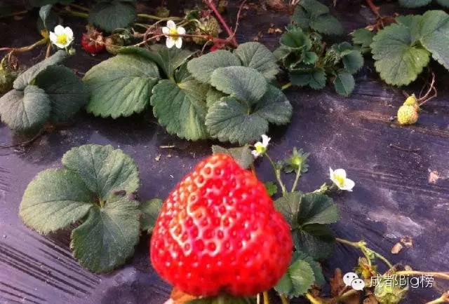 一个用味道留住你的草莓采摘园,52个新鲜草莓