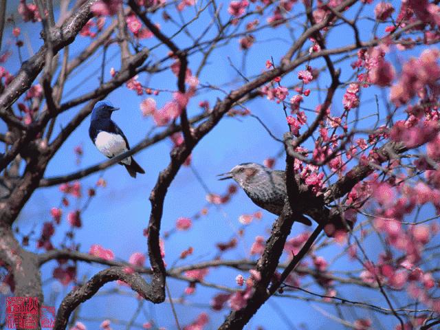 海后背后的故事,海带是什么