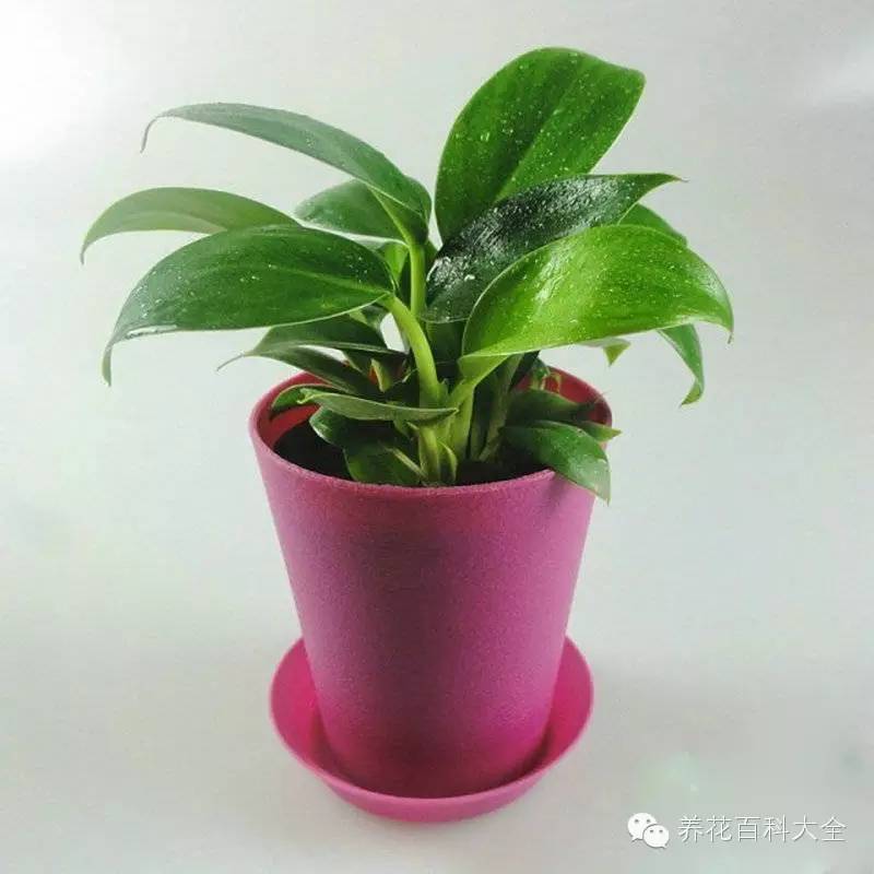 金钻四季浇水,四季开花大叶红金钻