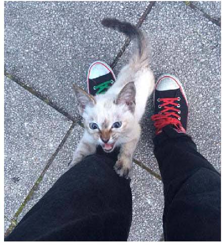 男子路过公园被流浪猫一见钟情，万万没想到，散步都能捡个主子