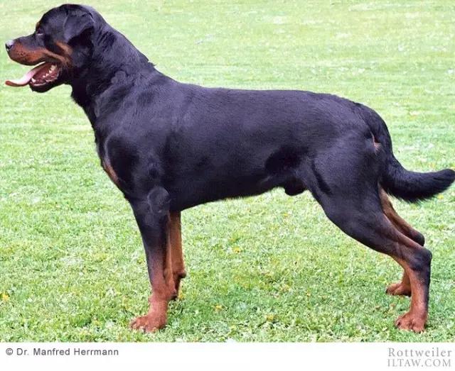 德国犬种罗威纳犬图片,动物世界家禽篇