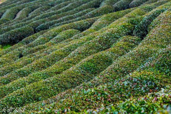 漫游武夷山之自驾游,漫游武夷记