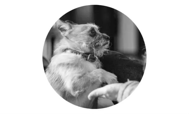 上海嘉定哪里有免费领养狗,瑶海区附近最近的宠物领养