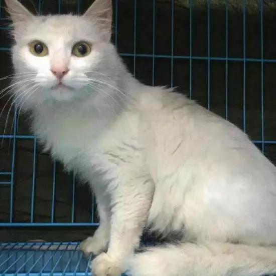 上海嘉定哪里有免费领养狗,瑶海区附近最近的宠物领养